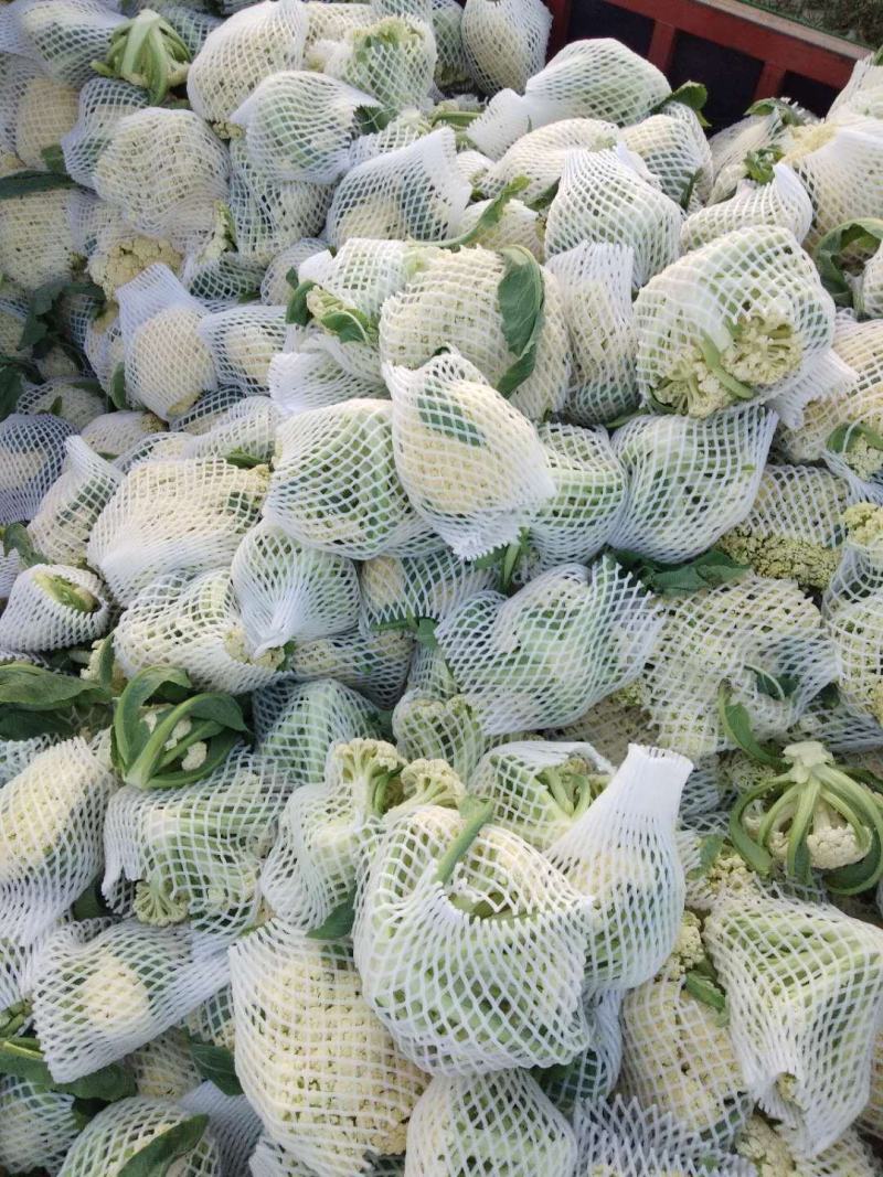 白面，青梗，松花菜。我们开封这边是蔬菜基地。5000万亩