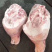 冷冻猪后段猪分割产品、、、、、