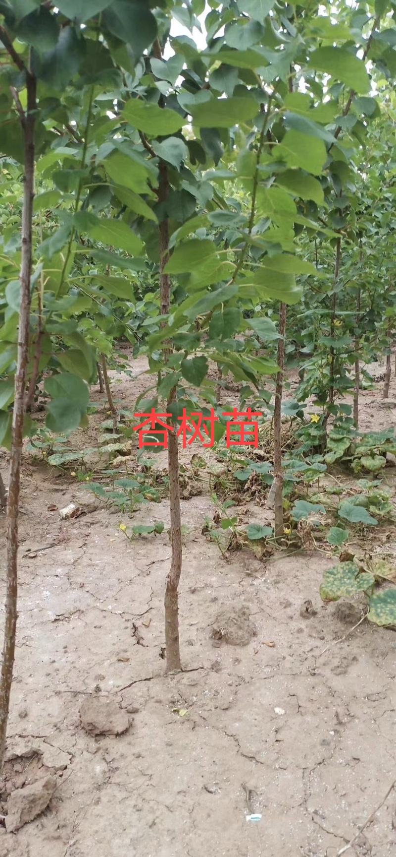 低价处理杏树成品苗品种有凯特丰园红金太阳保证品种