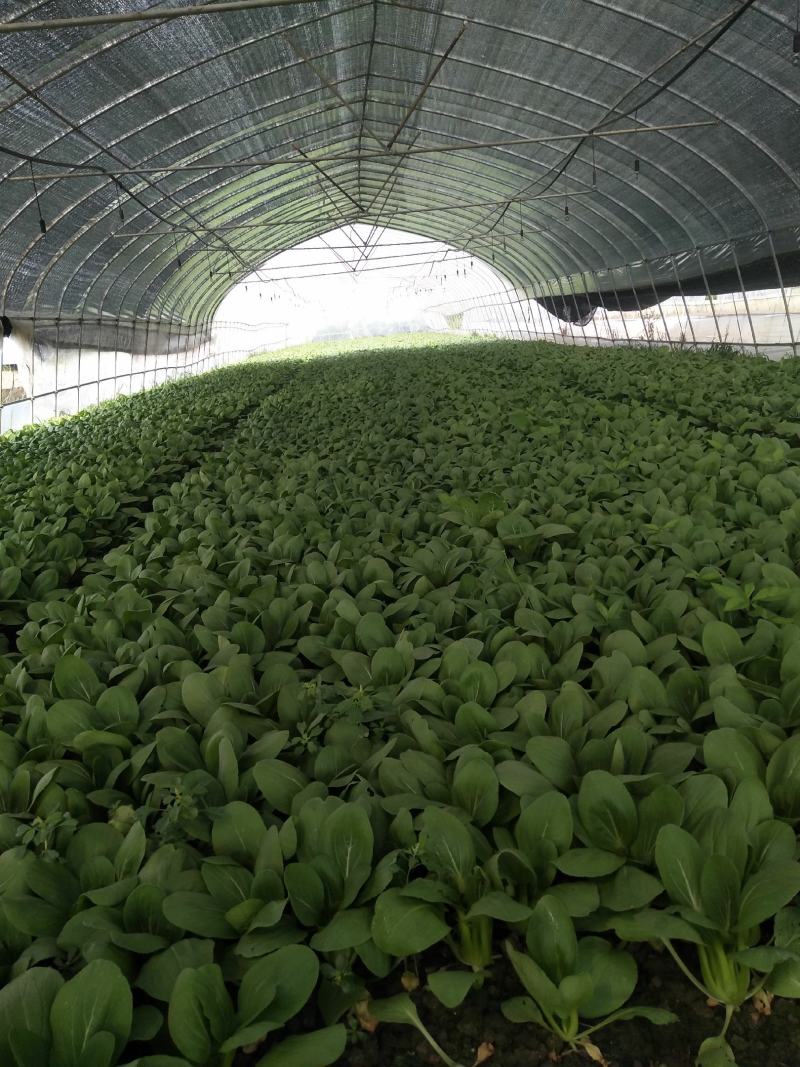 精品青菜大量供应。保证质量。产地直供。，，，，，，，，，