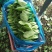精品青菜大量供应。保证质量。产地直供。，，，，，，，，，