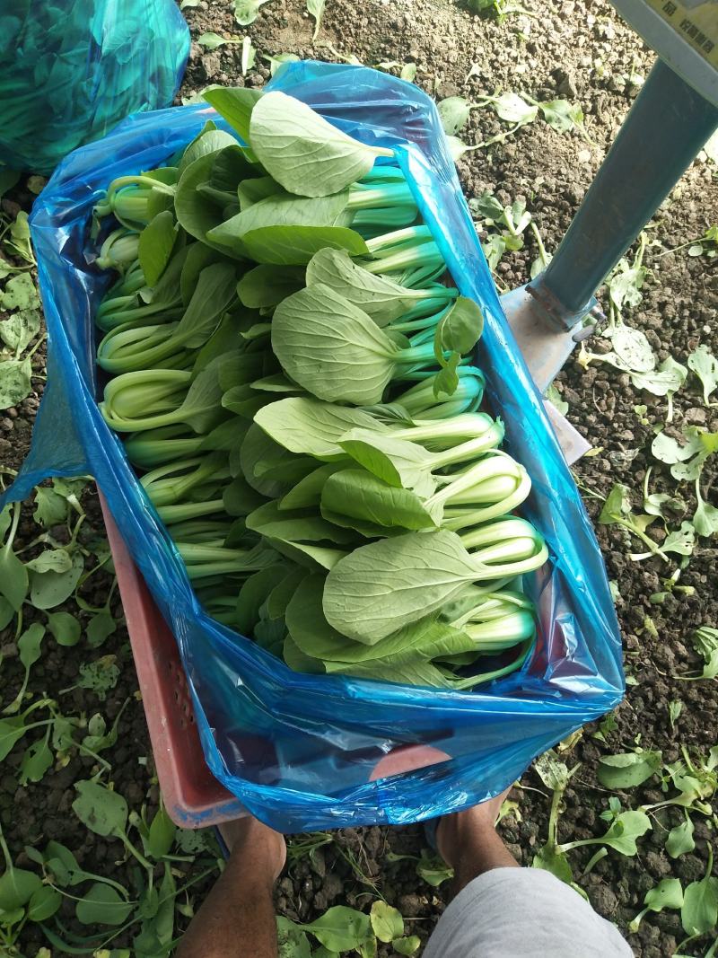精品青菜大量供应。保证质量。产地直供。，，，，，，，，，