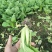 精品青菜大量供应。保证质量。产地直供。，，，，，，，，，