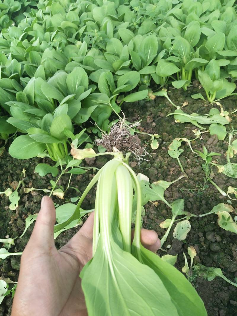 精品青菜大量供应。保证质量。产地直供。，，，，，，，，，
