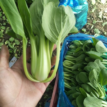精品青菜大量供应。保证质量。产地直供。，，，，，，，，，