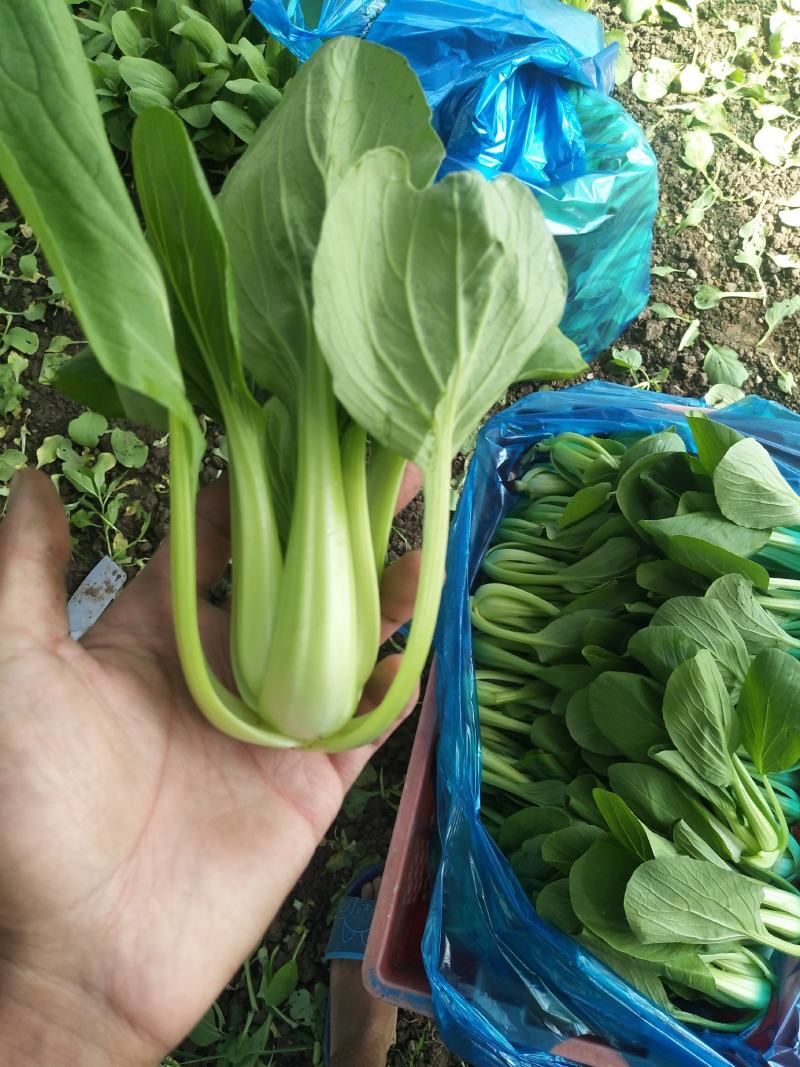 精品青菜大量供应。保证质量。产地直供。，，，，，，，，，