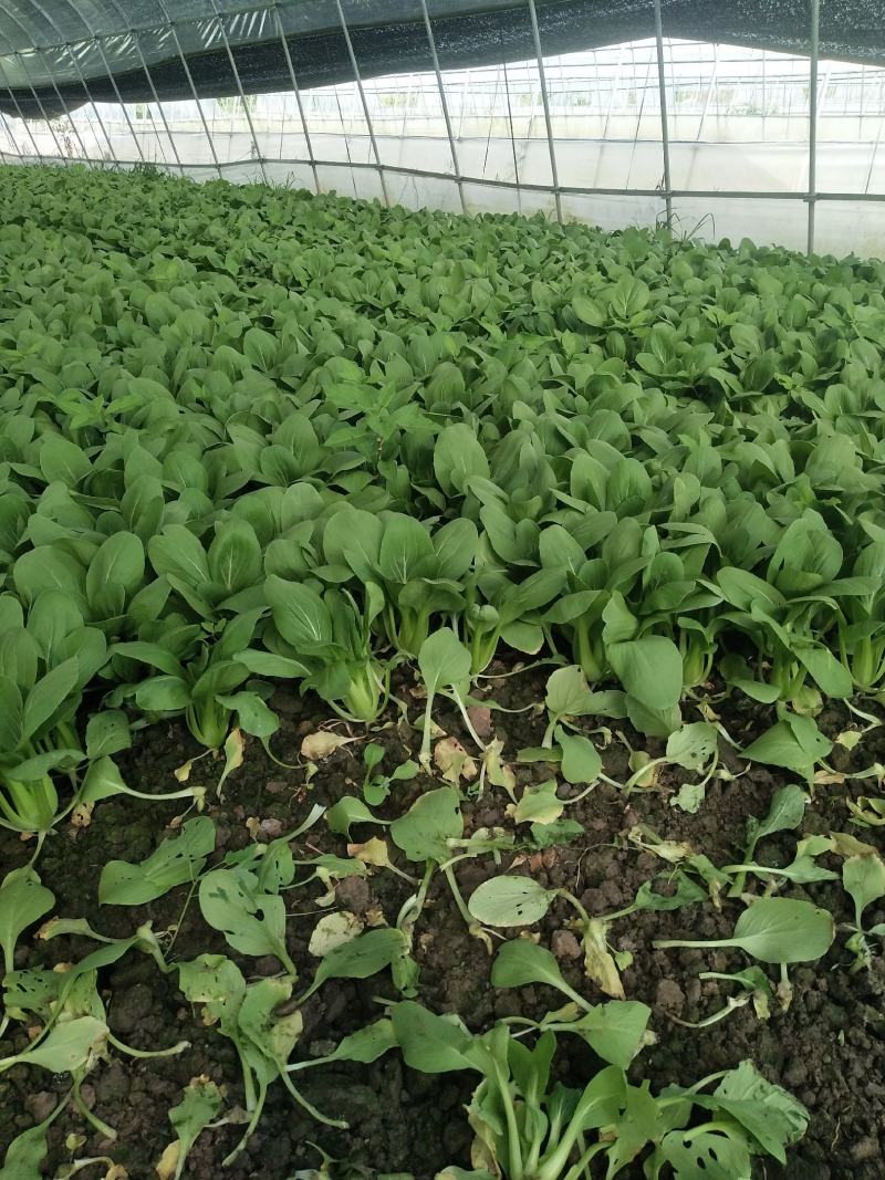 精品青菜大量供应。保证质量。产地直供。，，，，，，，，，