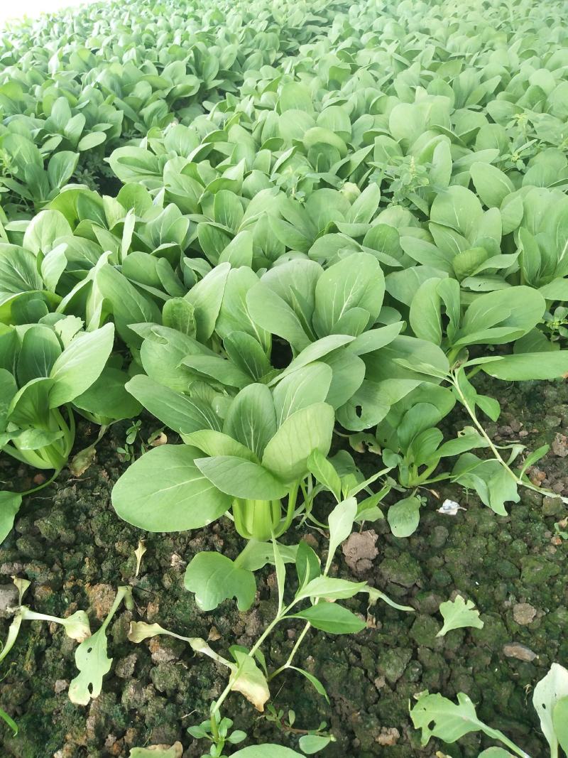 精品青菜大量供应。保证质量。产地直供。，，，，，，，，，