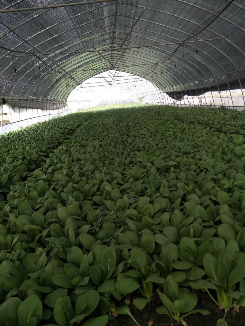 精品青菜大量供应。保证质量。产地直供。，，，，，，，，，
