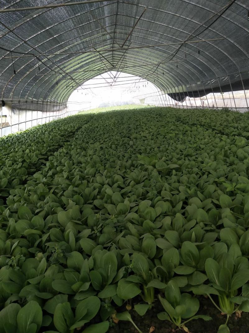 精品青菜大量供应。保证质量。产地直供。，，，，，，，，，