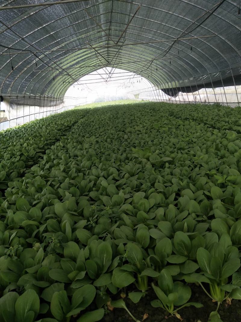 精品青菜大量供应。保证质量。产地直供。，，，，，，，，，
