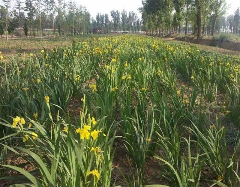 四川成都温江基地苗圃黄昌蒲，质量保证，欢迎选购
