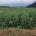 胶东卫矛5060708090公分一米量大