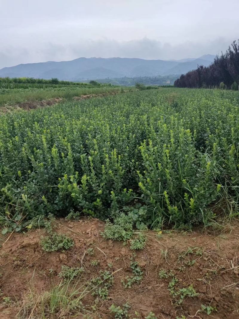 胶东卫矛5060708090公分一米量大