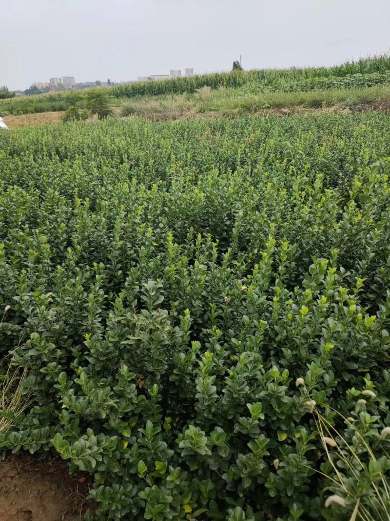胶东卫矛5060708090公分一米量大