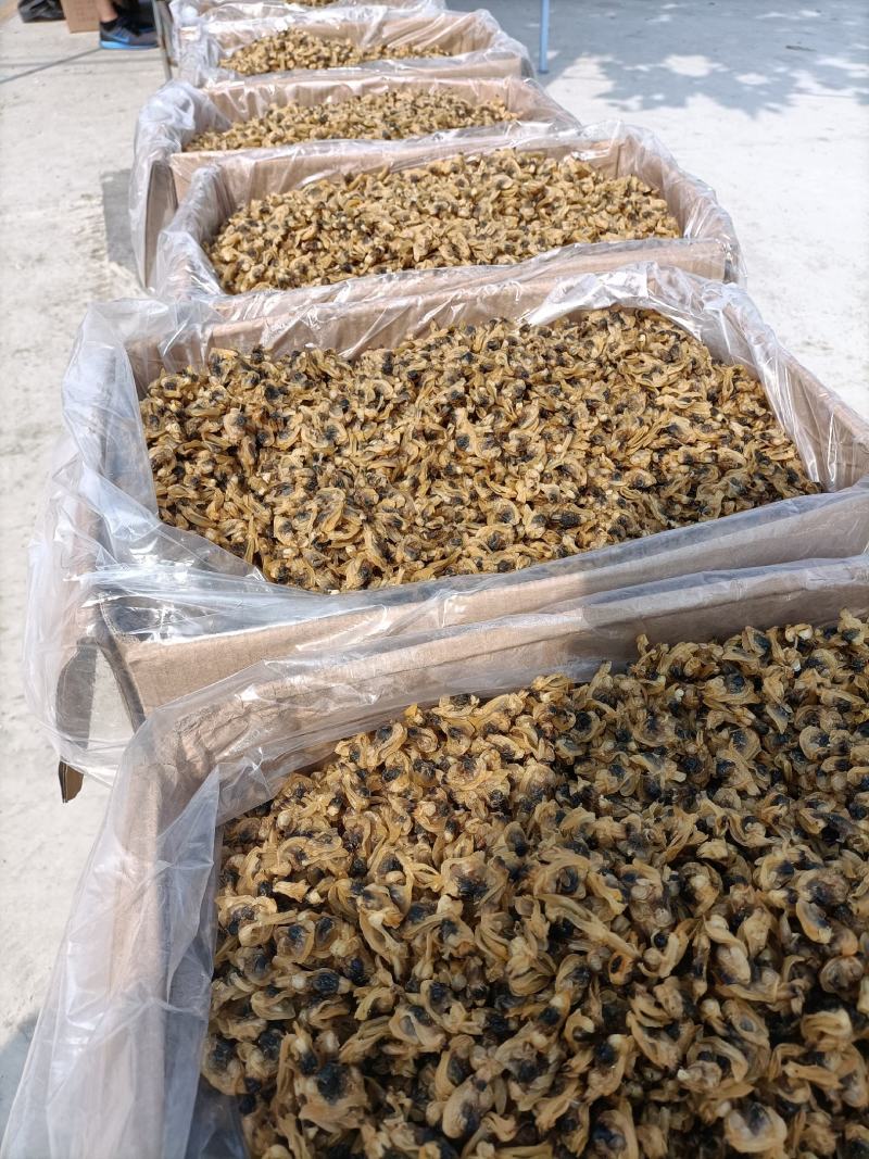 干蛤蜊肉红岛蛤蜊肉干产地直供足干蛤蜊肉