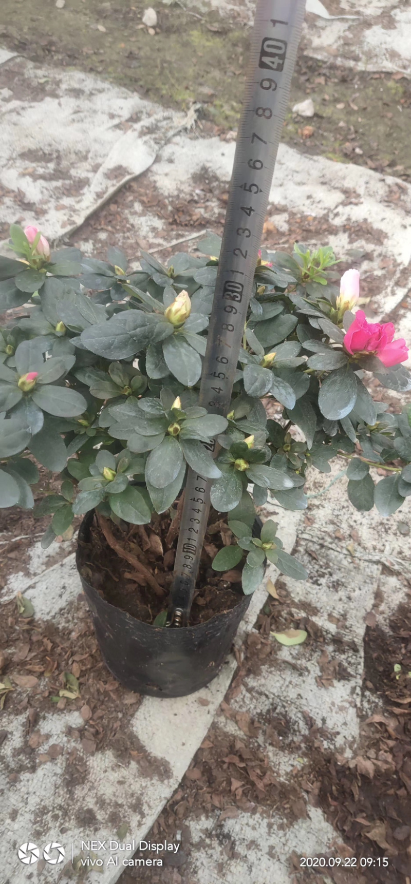 国庆用花，西洋杜鹃花16杯，比利时杜鹃花