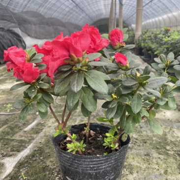 国庆用花，西洋杜鹃花16杯，比利时杜鹃花