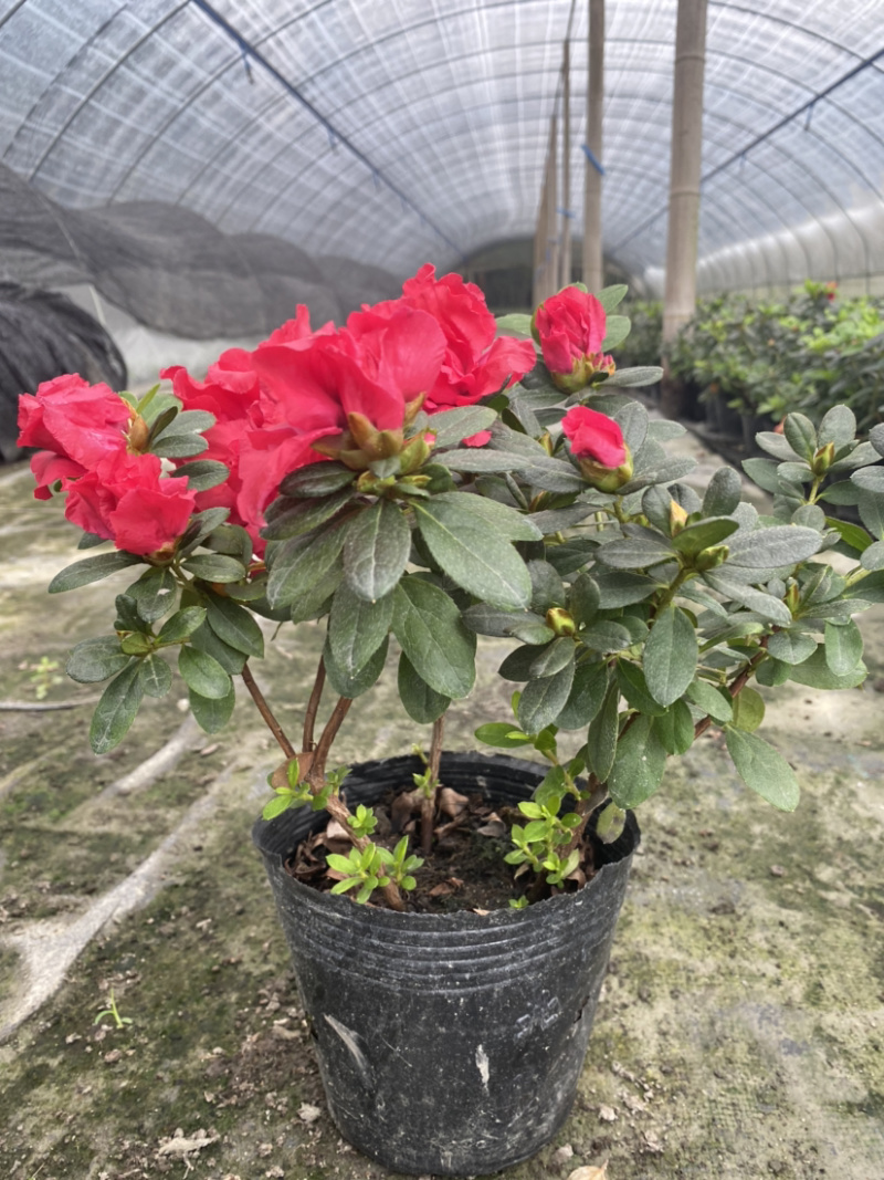 国庆用花，西洋杜鹃花16杯，比利时杜鹃花