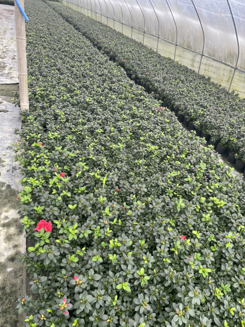 国庆用花，西洋杜鹃花16杯，比利时杜鹃花