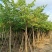 供应:8公分到10公分的红花紫荆