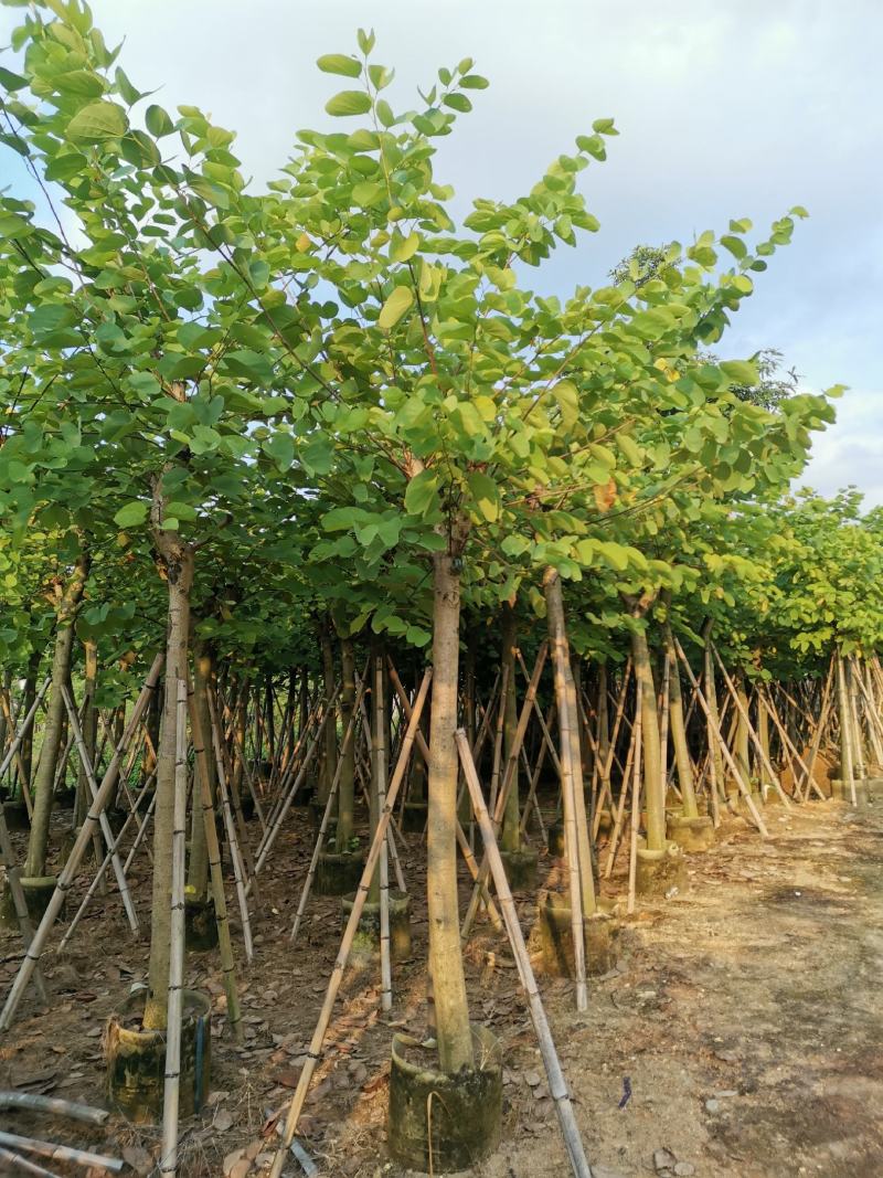 供应：8公分到10公分的红花紫荆