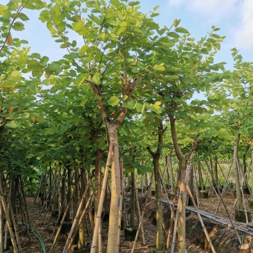 供应:8公分到10公分的红花紫荆