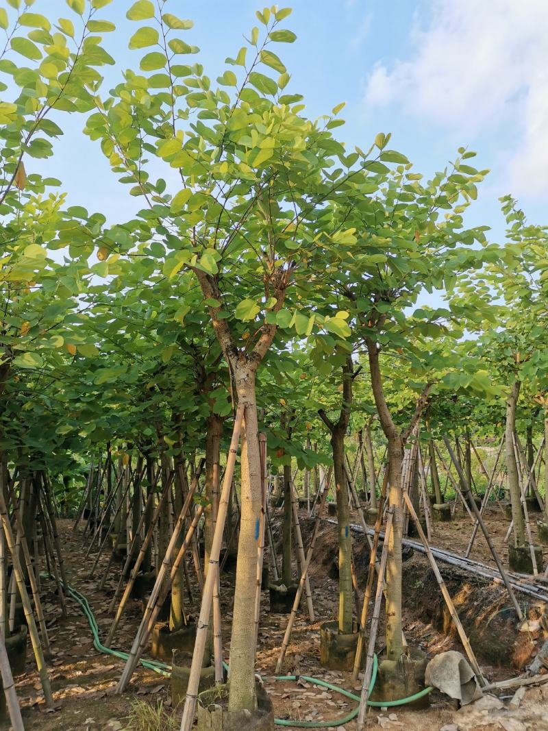 供应：8公分到10公分的红花紫荆