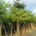 供应:8公分到10公分的红花紫荆