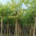 供应:8公分到10公分的红花紫荆