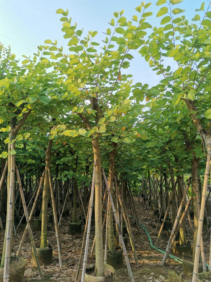 供应：8公分到10公分的红花紫荆
