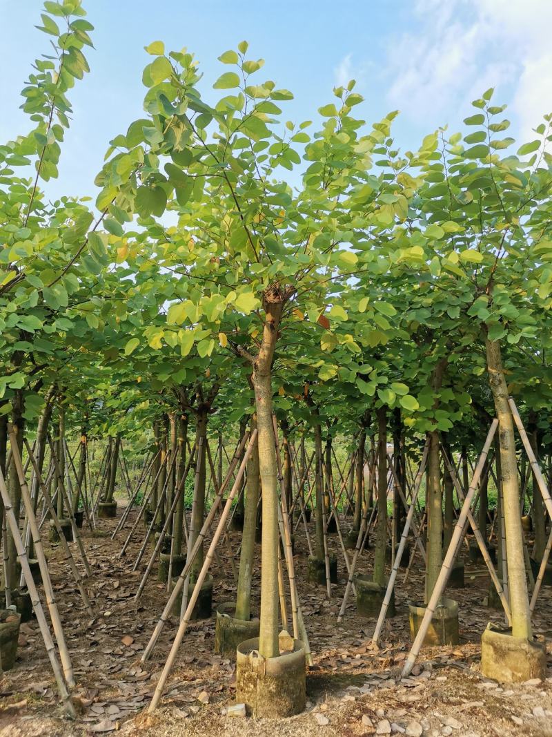 供应：8公分到10公分的红花紫荆