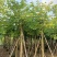 供应:8公分到10公分的红花紫荆