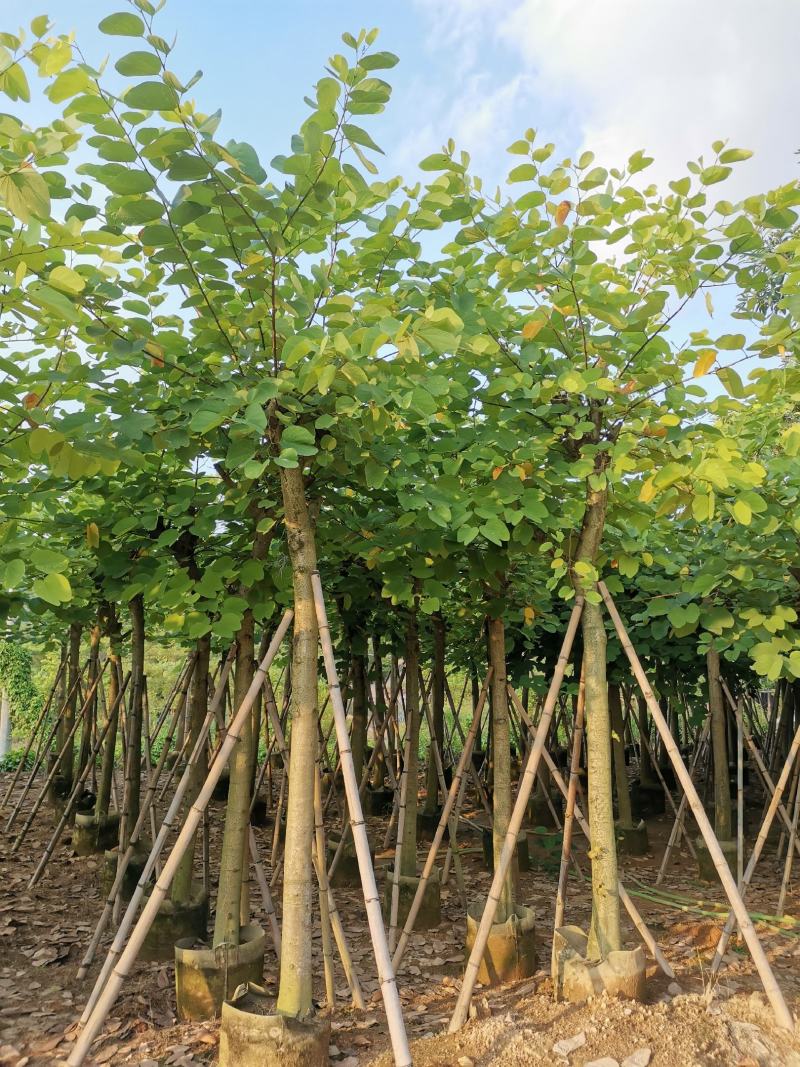供应：8公分到10公分的红花紫荆