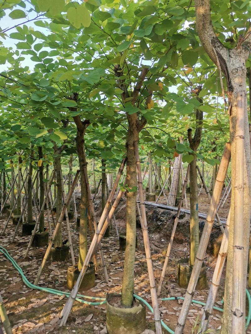 供应：8公分到10公分的红花紫荆