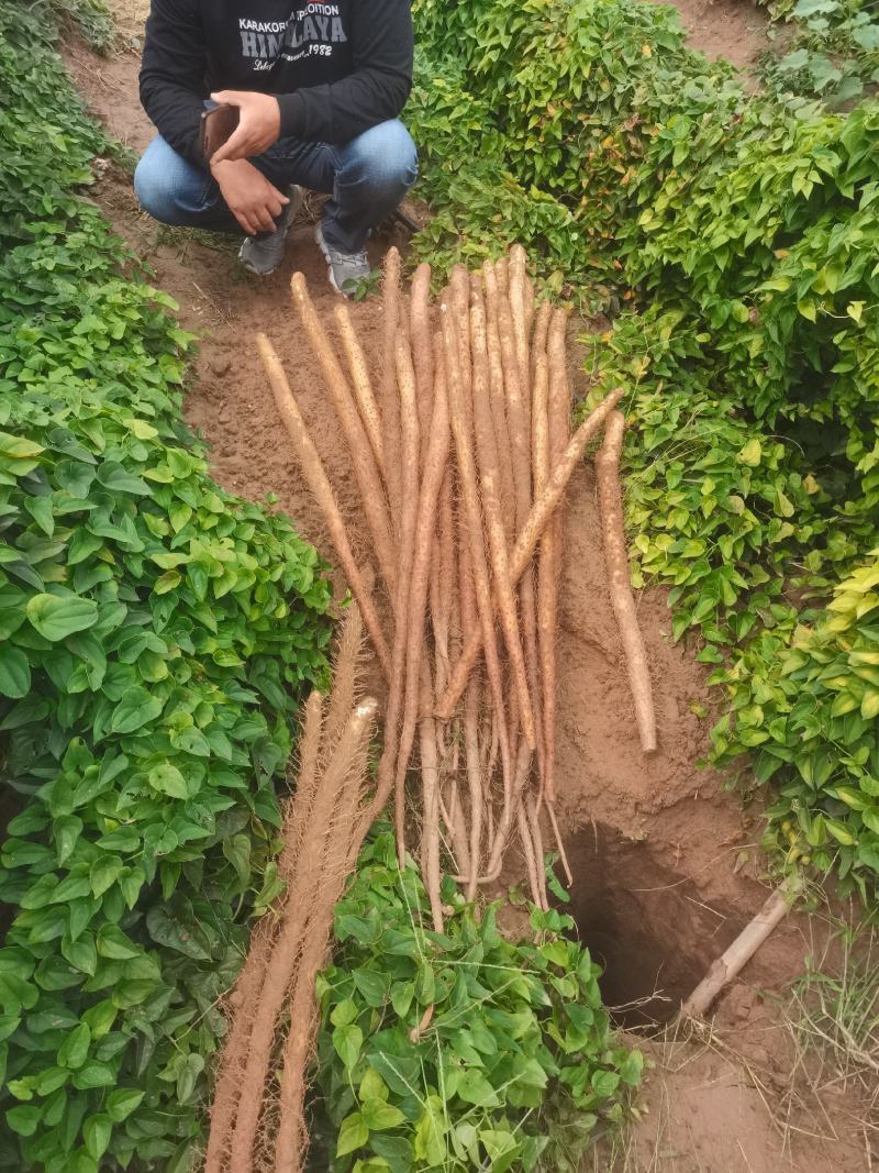 河北新鲜铁棍山药沙地山药上市中中中中看货打点条形好！颜色好