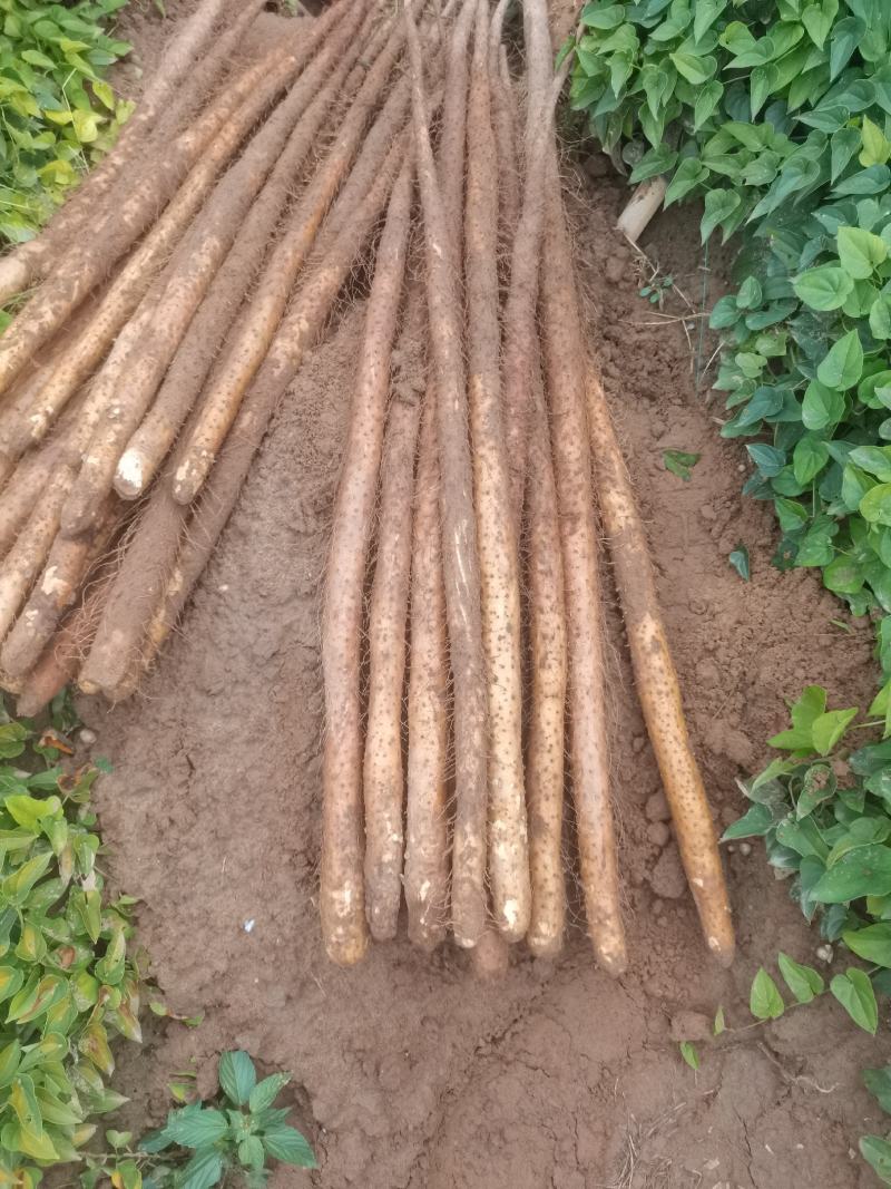 河北新鲜铁棍山药沙地山药上市中中中中看货打点条形好！颜色好