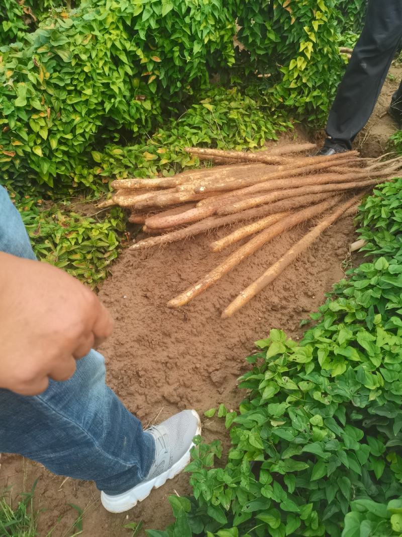 河北新鲜铁棍山药沙地山药上市中中中中看货打点条形好！颜色好