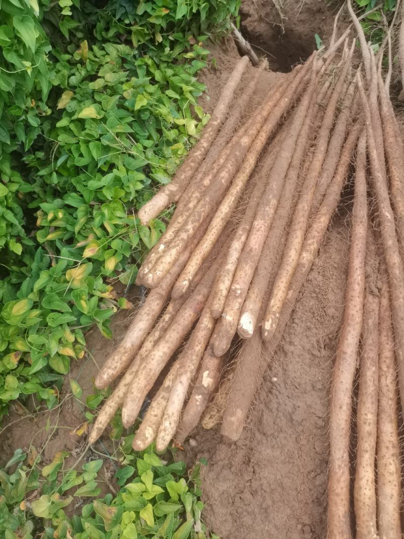河北新鲜铁棍山药沙地山药上市中中中中看货打点条形好！颜色好