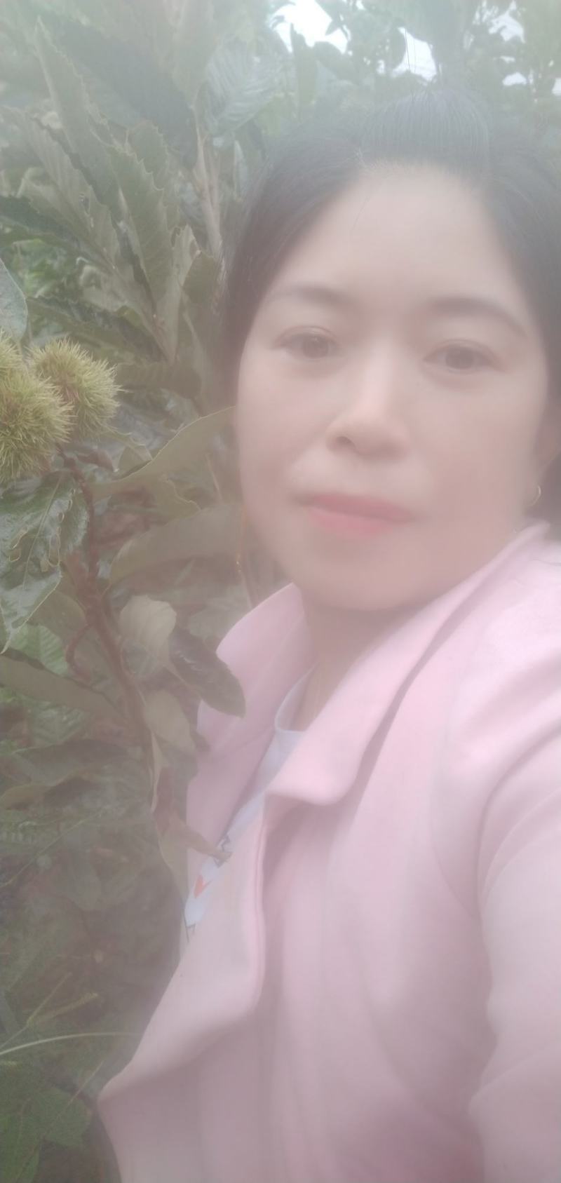 【开业大吉】正宗嫁接大板栗大红袍板栗苗可视频看货