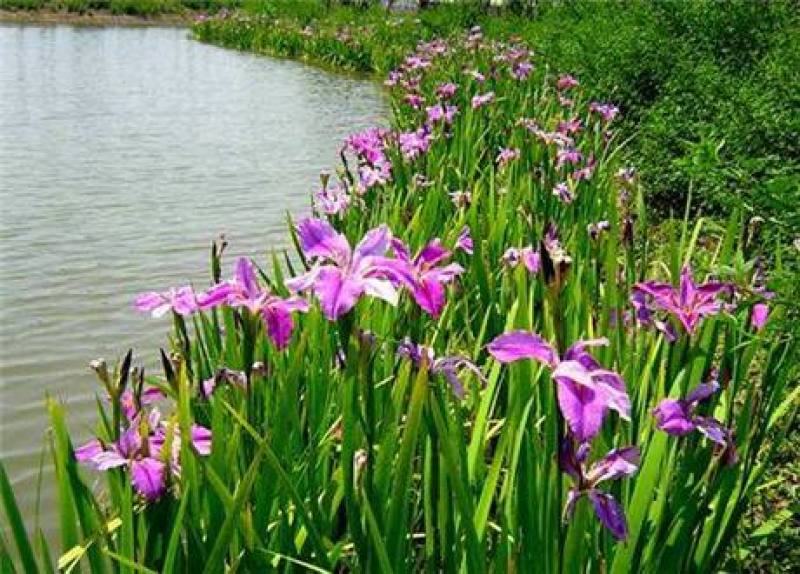 四川成都温江基地苗圃水生鸢尾，基地货，质量保证