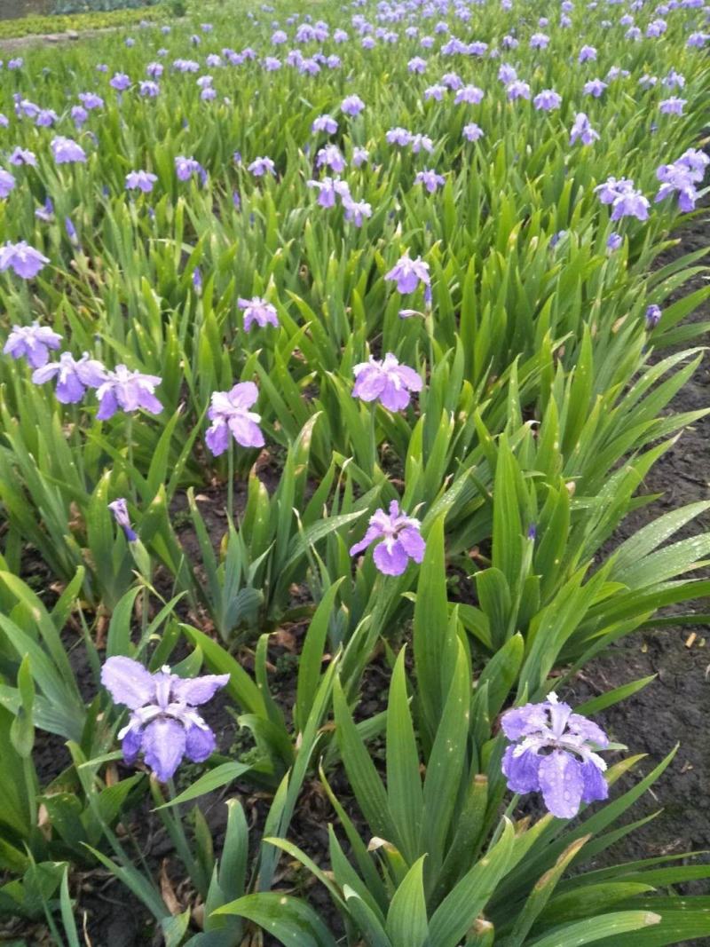四川成都温江基地苗圃水生鸢尾，基地货，质量保证