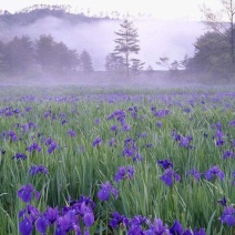 四川成都温江基地苗圃水生鸢尾，基地货，质量保证