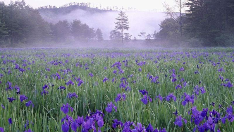 四川成都温江基地苗圃水生鸢尾，基地货，质量保证