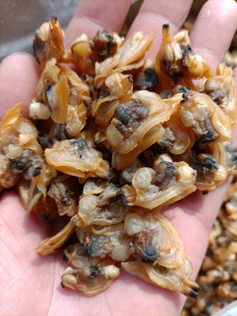 干蛤蜊肉红岛蛤蜊肉干产地直供足干蛤蜊肉