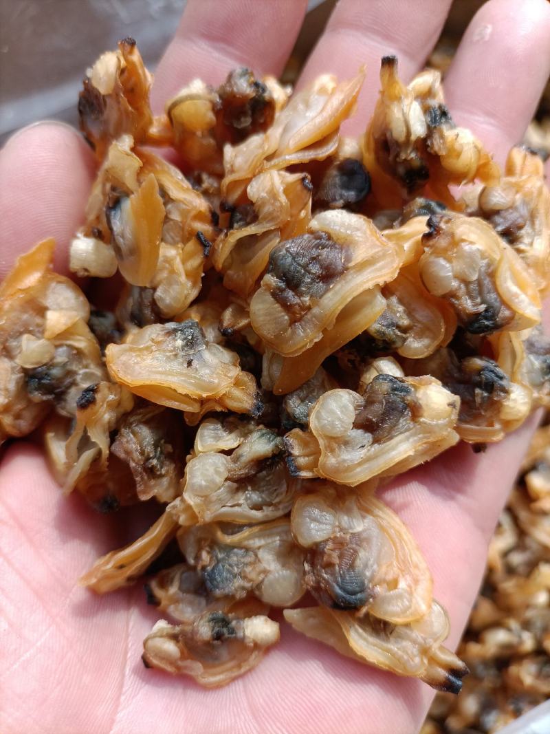 干蛤蜊肉红岛蛤蜊肉干产地直供足干蛤蜊肉