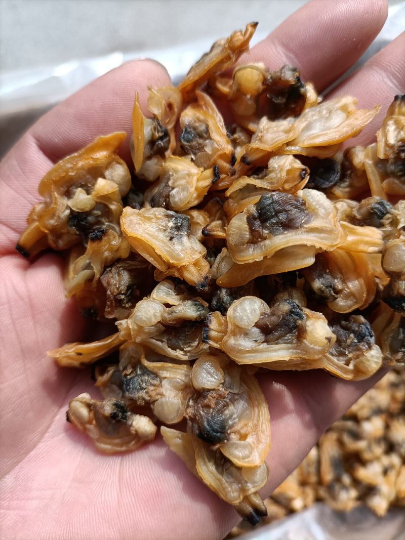 干蛤蜊肉红岛蛤蜊肉干产地直供足干蛤蜊肉