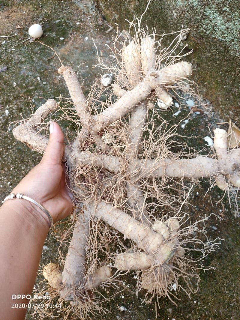 粤北地区精品玉竹批发零售，一手货源，欢迎来撩！