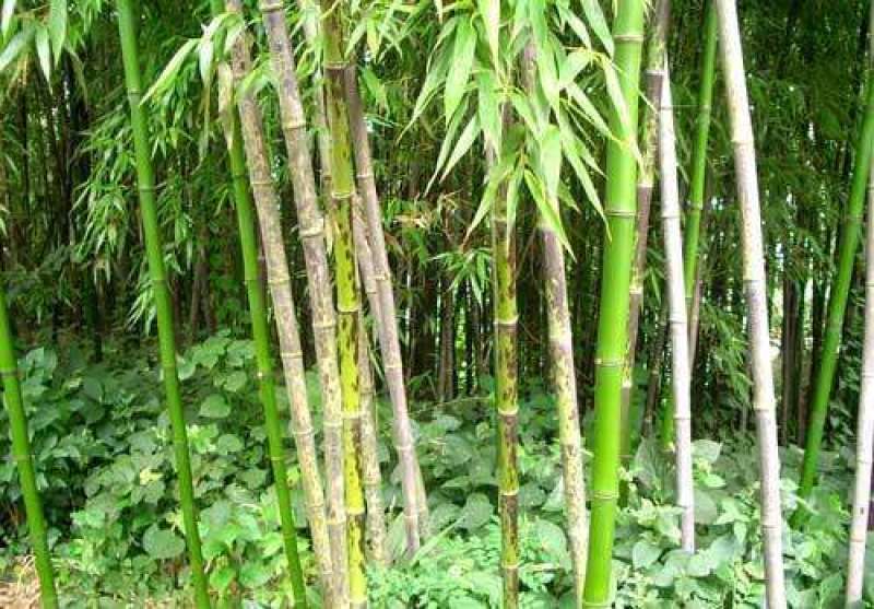 四川成都温江区苗圃基地货源充足诚斑竹，质量保证，欢迎选购