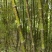 四川成都温江区苗圃基地货源充足诚斑竹，质量保证，欢迎选购